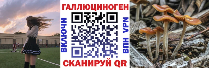 Галлюциногенные грибы Psilocybine cubensis  Петропавловск-Камчатский 
